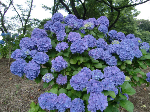 524150 (a): :1600x1200